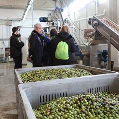 Edizione 2013 di Frantoi Aperti a Trani