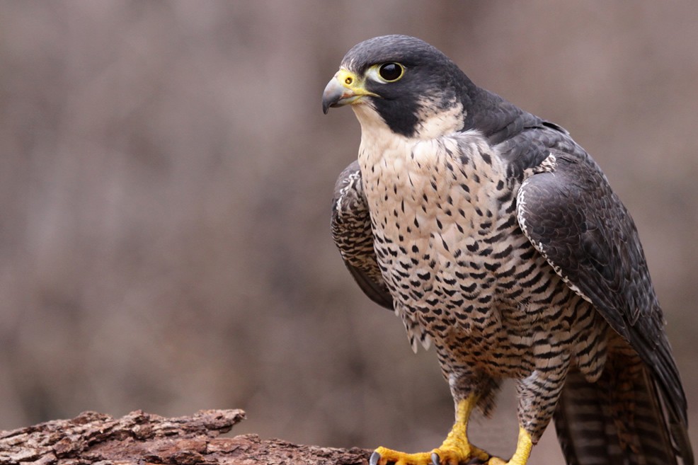 Il falco è comune nel Parco dell'Alta Murgia